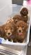 Poodle Puppies for sale in Florida Ave NW, Washington, DC, USA. price: NA