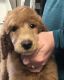 Poodle Puppies for sale in Nampa, ID, USA. price: $1,000