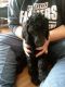 Poodle Puppies for sale in Milaca, MN 56353, USA. price: NA