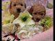 Poodle Puppies for sale in US-69, Wagoner, OK 74467, USA. price: NA