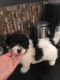 Poodle Puppies for sale in California, MD, USA. price: NA
