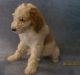 Poodle Puppies for sale in Milwaukee, WI, USA. price: NA