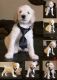 Poodle Puppies for sale in Fontana, CA, USA. price: $800