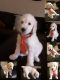 Poodle Puppies for sale in Fontana, CA, USA. price: $800