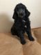 Poodle Puppies for sale in Finlayson, MN 55735, USA. price: NA
