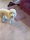 Poodle Puppies for sale in MA-49, Sturbridge, MA 01566, USA. price: NA