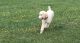 Poodle Puppies for sale in Staunton, VA 24401, USA. price: $800