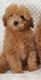 Poodle Puppies for sale in Phoenix Country Club, Phoenix, AZ, USA. price: NA