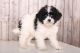 Poodle Puppies for sale in San Jose, CA, USA. price: NA