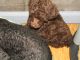 Poodle Puppies for sale in Washington Court House, OH 43160, USA. price: $400