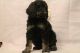 Poodle Puppies for sale in Peoria, AZ, USA. price: NA