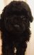 Poodle Puppies for sale in Marietta, OH 45750, USA. price: NA