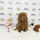 Poodle Puppies for sale in Temple City, CA, USA. price: NA