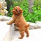 Poodle Puppies for sale in US-69, Wagoner, OK 74467, USA. price: NA