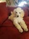 Poodle Puppies for sale in Columbus, OH, USA. price: $600