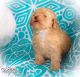 Poodle Puppies for sale in Kinston, NC 28501, USA. price: NA