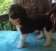 Poodle Puppies for sale in Prince George, VA, USA. price: NA