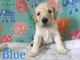 Poodle Puppies for sale in Concord, NC, USA. price: $1,200