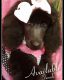 Poodle Puppies for sale in Manchester, MI 48158, USA. price: NA