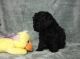 Poodle Puppies for sale in Annapolis, MD, USA. price: NA