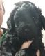 Poodle Puppies for sale in Milford, Milford Charter Twp, MI 48381, USA. price: NA