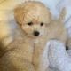 Poodle Puppies for sale in SC-9, Chester, SC, USA. price: NA