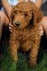 Poodle Puppies for sale in Norfolk, VA, USA. price: NA