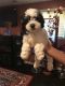 Poodle Puppies for sale in Merrillville, IN, USA. price: NA