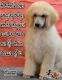 Poodle Puppies for sale in Johnson City, TN, USA. price: NA