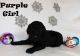 Poodle Puppies for sale in Goldendale, WA 98620, USA. price: NA