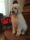 Poodle Puppies for sale in Fayetteville, NC, USA. price: NA