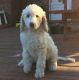 Poodle Puppies for sale in Bogue, NC 28570, USA. price: $795