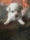 Poodle Puppies for sale in Lancaster, CA 93535, USA. price: NA