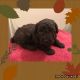 Poodle Puppies for sale in Charlotte, NC, USA. price: NA