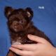 Poodle Puppies for sale in Elkland, MO 65644, USA. price: NA