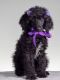 Poodle Puppies for sale in Ocala, FL, USA. price: $800