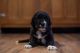 Poodle Puppies for sale in Salmon, ID 83467, USA. price: NA