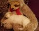 Poodle Puppies for sale in Sumterville, FL 33585, USA. price: NA