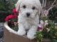 Poodle Puppies for sale in California St, San Francisco, CA, USA. price: NA