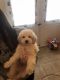 Poodle Puppies for sale in Williamstown, Monroe Township, NJ 08094, USA. price: NA