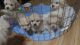 Poodle Puppies for sale in Lake City, FL, USA. price: NA