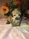 Poodle Puppies for sale in Chillicothe, OH 45601, USA. price: NA