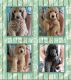 Poodle Puppies for sale in Flint Twp, MI, USA. price: NA