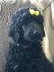 Poodle Puppies for sale in Breese, IL 62230, USA. price: NA