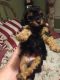 Poodle Puppies for sale in Lake City, SC 29560, USA. price: NA