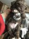 Poodle Puppies for sale in Boyne City, MI 49712, USA. price: NA