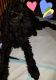 Poodle Puppies for sale in Omaha, NE, USA. price: $500