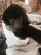 Poodle Puppies for sale in Colorado Springs, CO, USA. price: NA