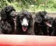 Poodle Puppies for sale in Asheville, NC, USA. price: $1,800