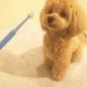Poodle Puppies for sale in Fresno, CA 93720, USA. price: $480